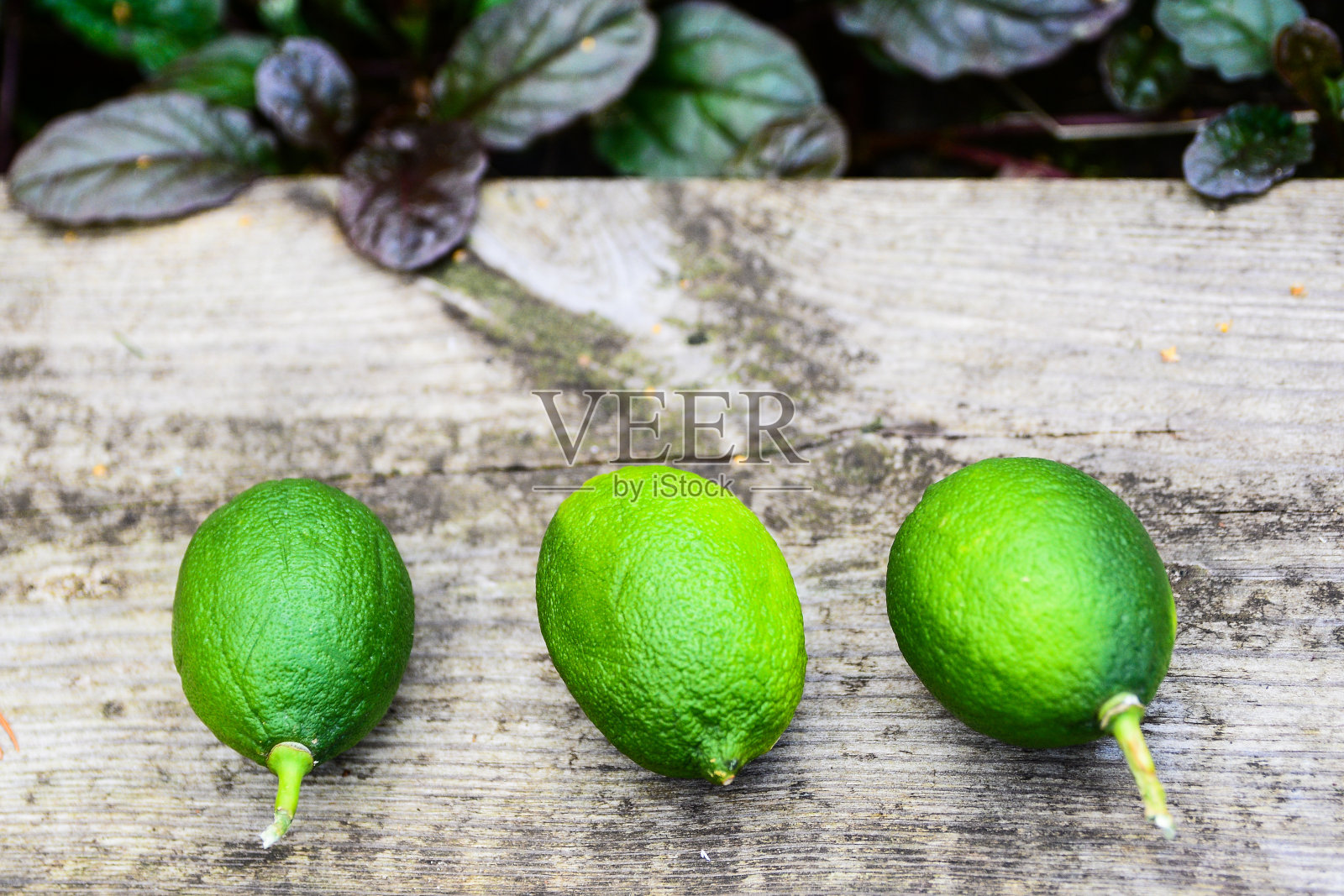 新鲜的绿色酸橙木材背景照片摄影图片