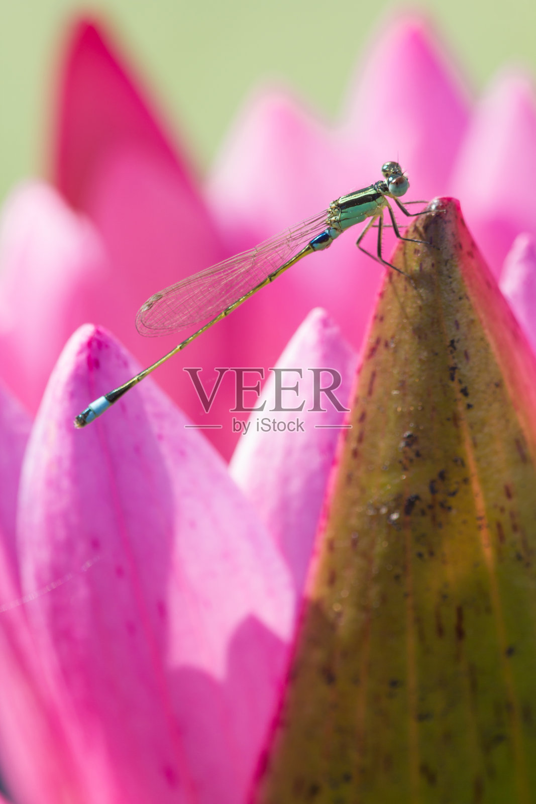 蜻蜓照片摄影图片