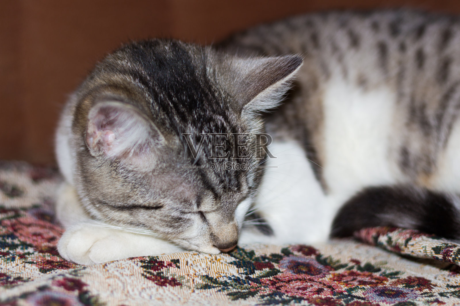 猫在沙发上睡觉照片摄影图片