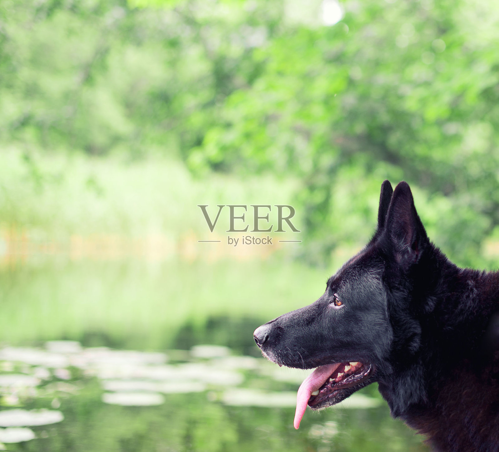 户外黑色德国牧羊犬。空间的文本。照片摄影图片