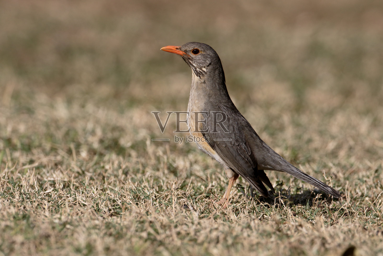 Kurrichane 画眉, Turdus libonyanus照片摄影图片