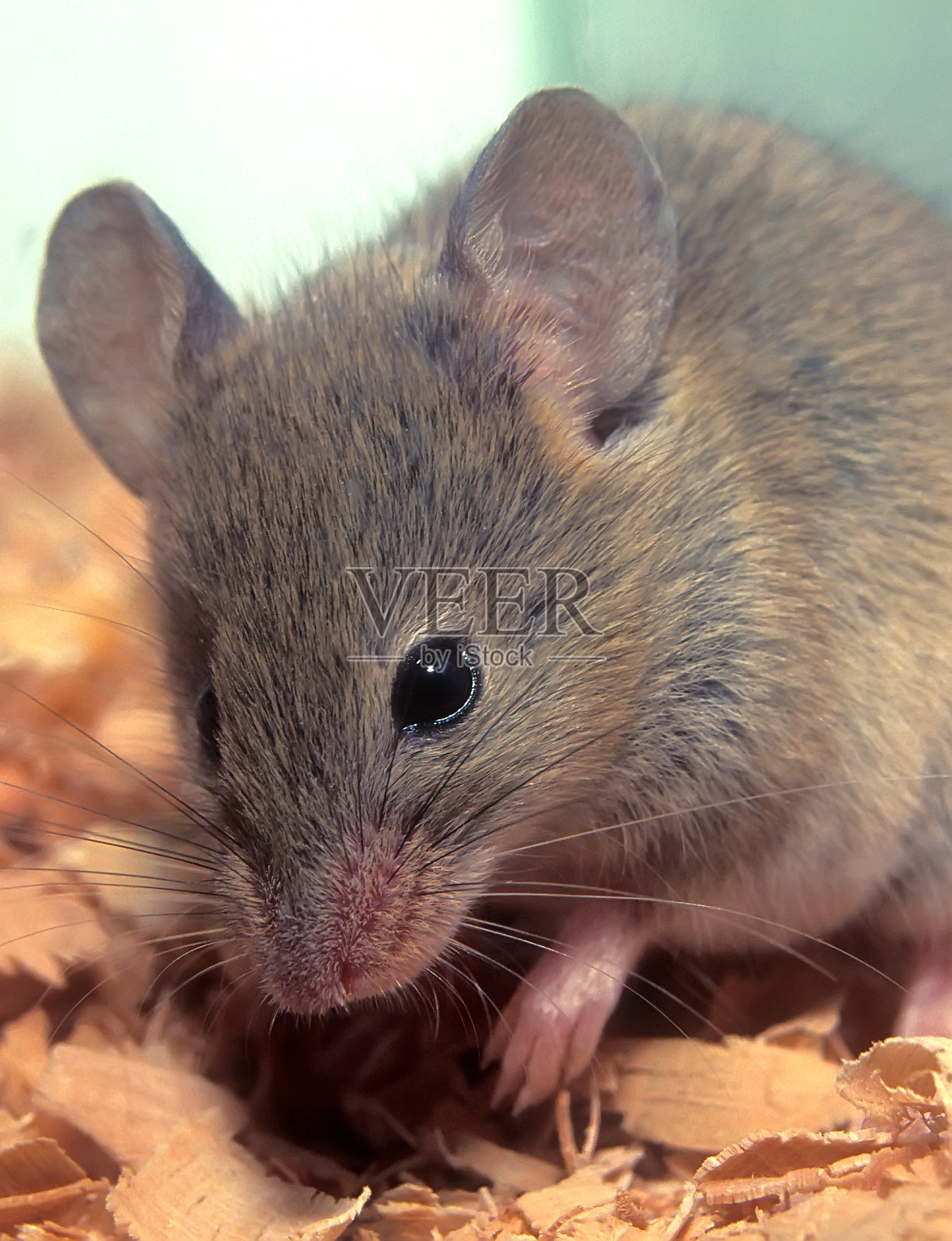 家鼠，肌肉小家鼠画像照片摄影图片