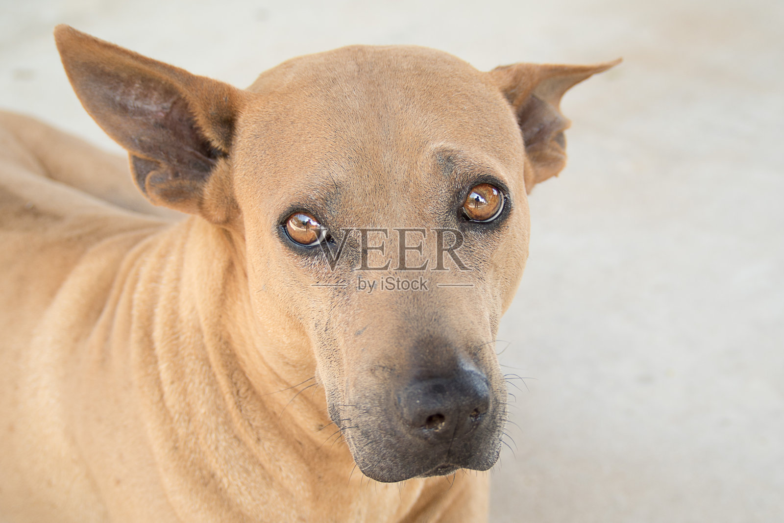 泰国的棕色的狗。泰国原始狗。照片摄影图片