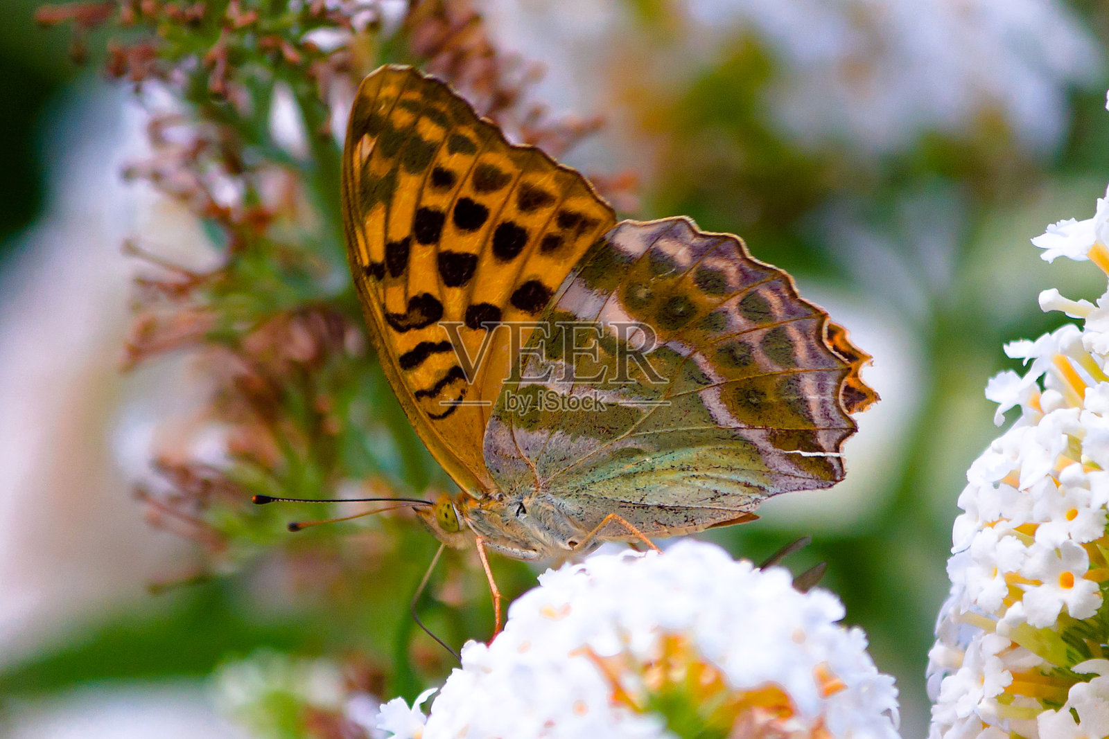 蝴蝶150919 - 1照片摄影图片