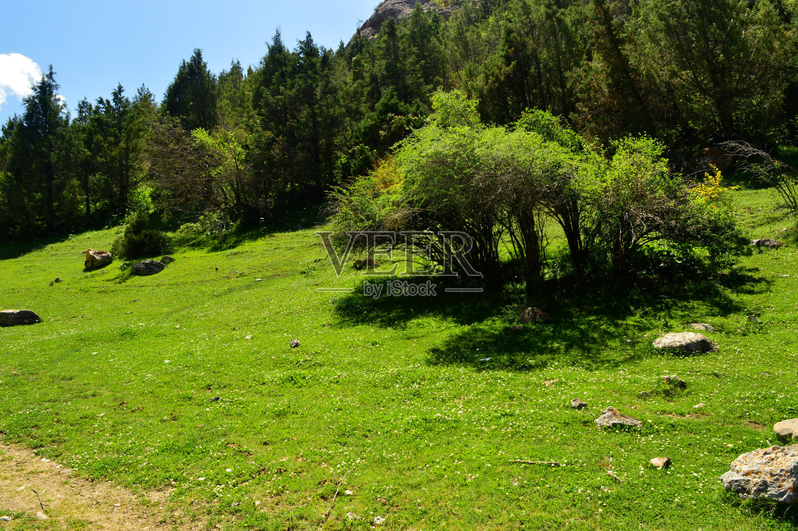 杉树照片摄影图片