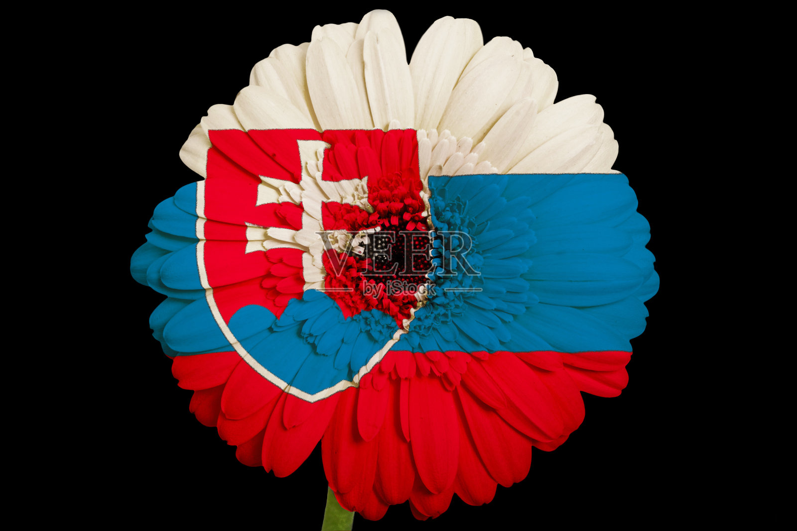 斯洛伐克国旗颜色的非洲菊照片摄影图片