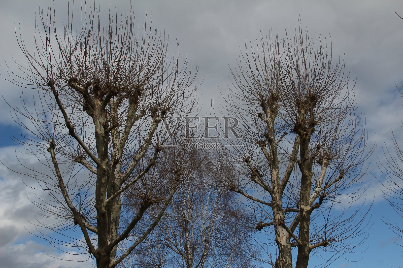 梧桐树映衬着天空照片摄影图片