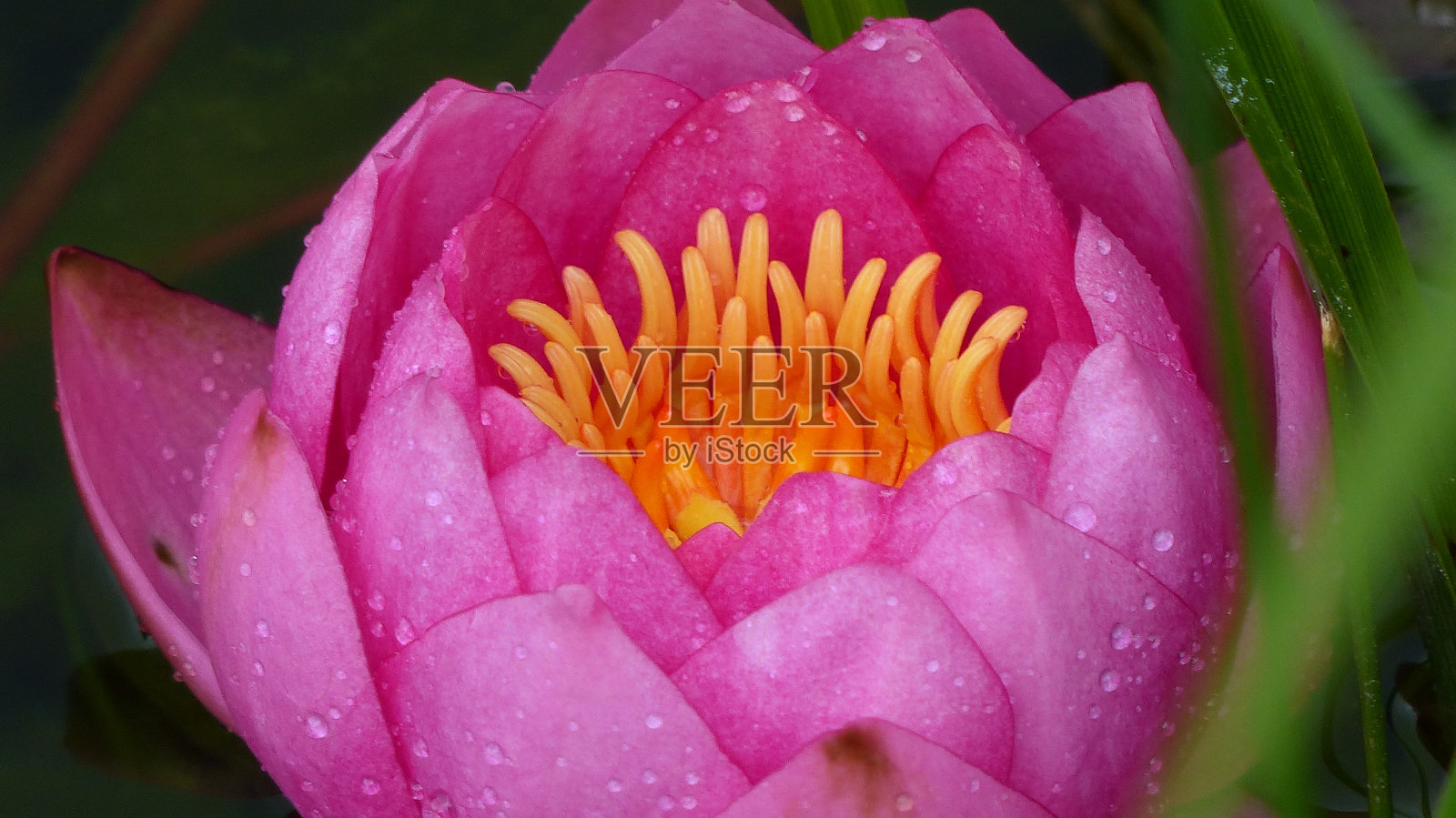 在睡莲的王国/睡莲詹姆斯·布莱顿照片摄影图片