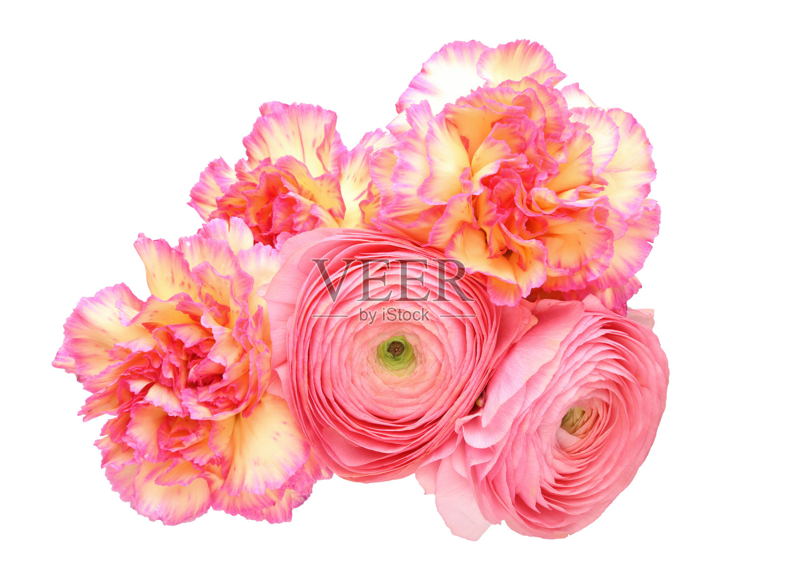 康乃馨和波斯毛茛花束照片摄影图片