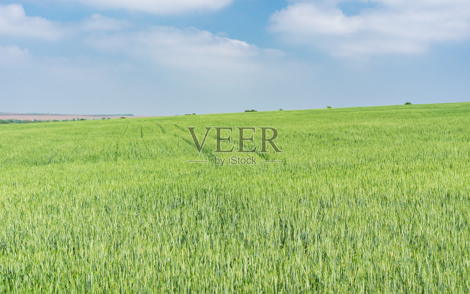 在5月，未成熟的庄稼在地里生长照片摄影图片