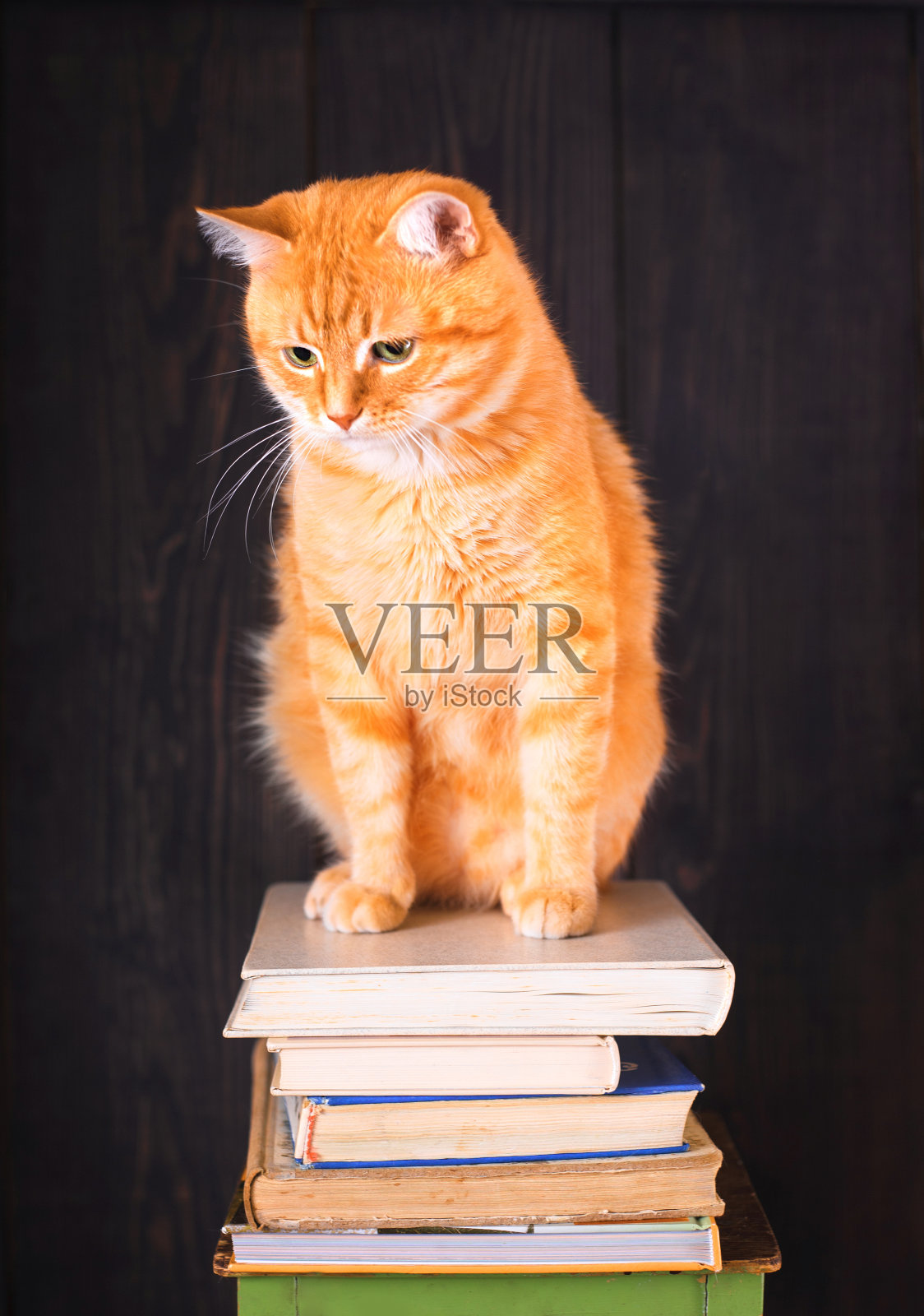 猫坐在一堆旧书上。照片摄影图片