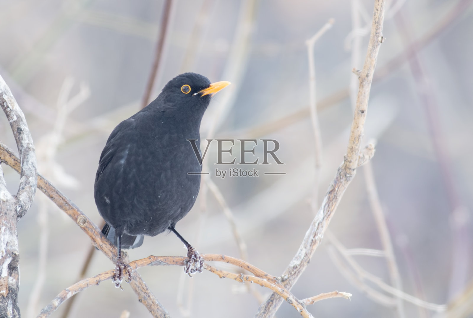 黑鸟照片摄影图片