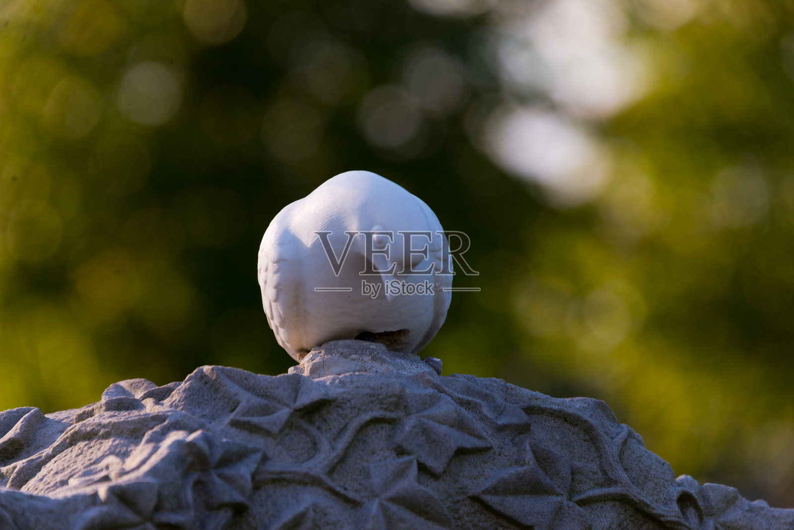 纹理墓碑与白鸽照片摄影图片