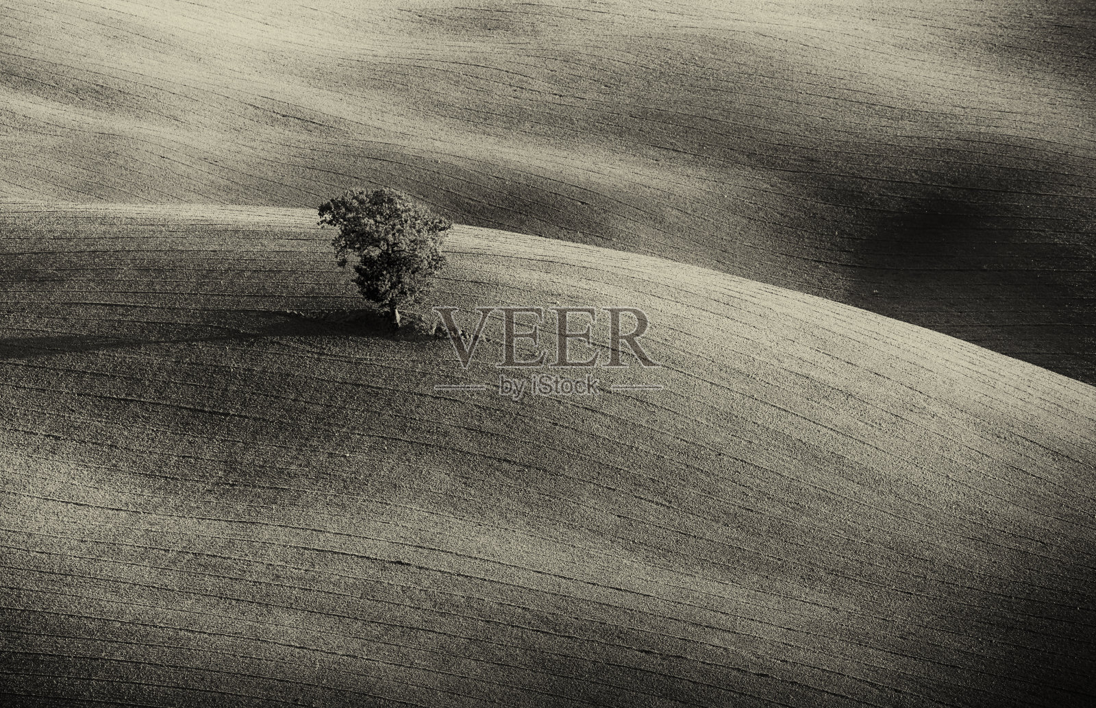 孤独的树照片摄影图片