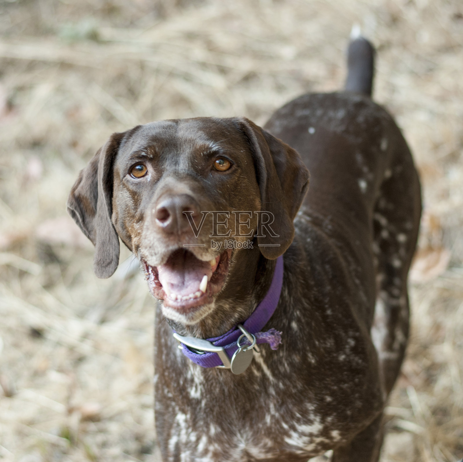 德国短毛猎狗照片摄影图片