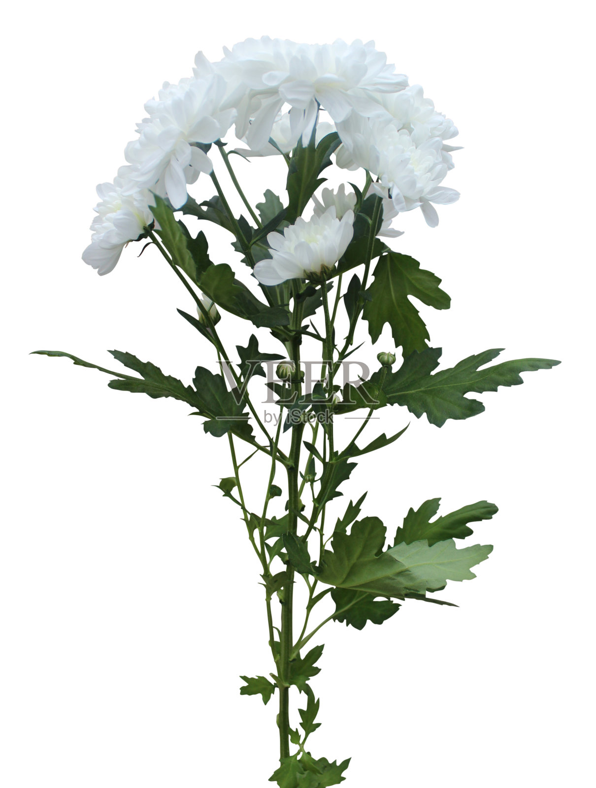 白色的菊花照片摄影图片