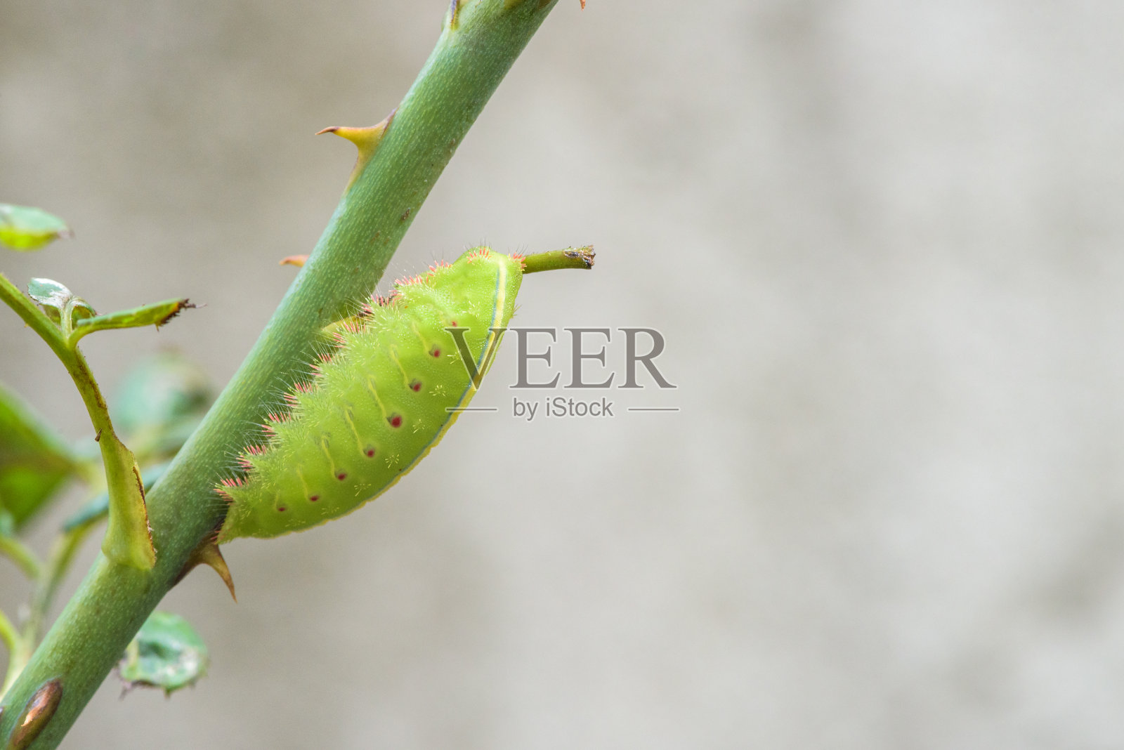 绿虫吃玫瑰的枝条照片摄影图片