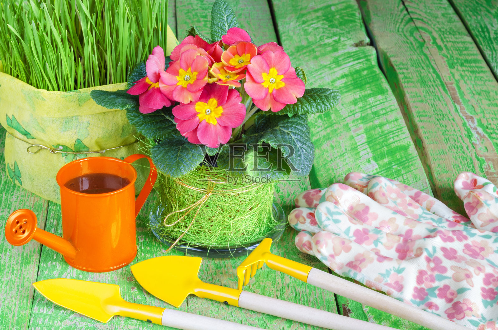 花盆里的花和草，意味着要照顾它们。照片摄影图片