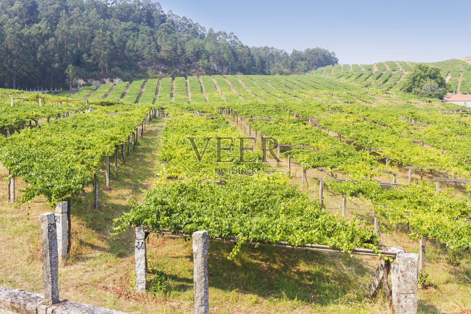 种植葡萄照片摄影图片