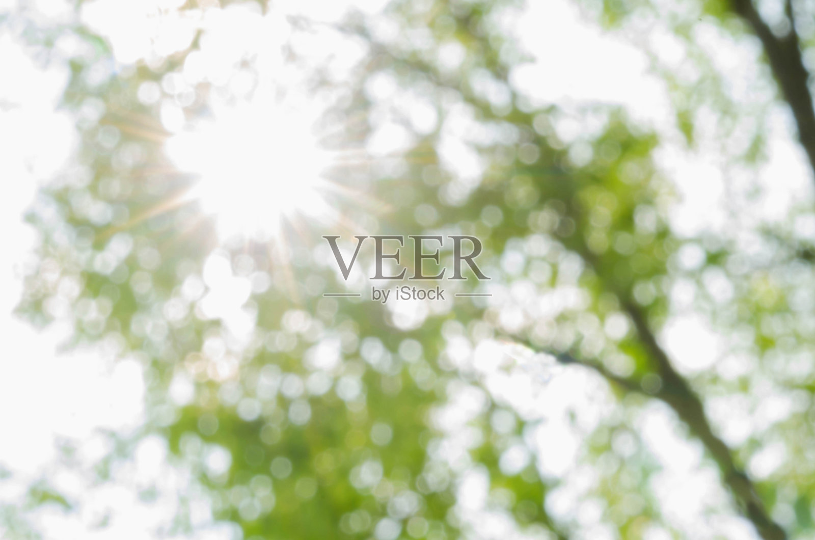 美丽的阳光抽象的绿色自然模糊背景散景照片摄影图片