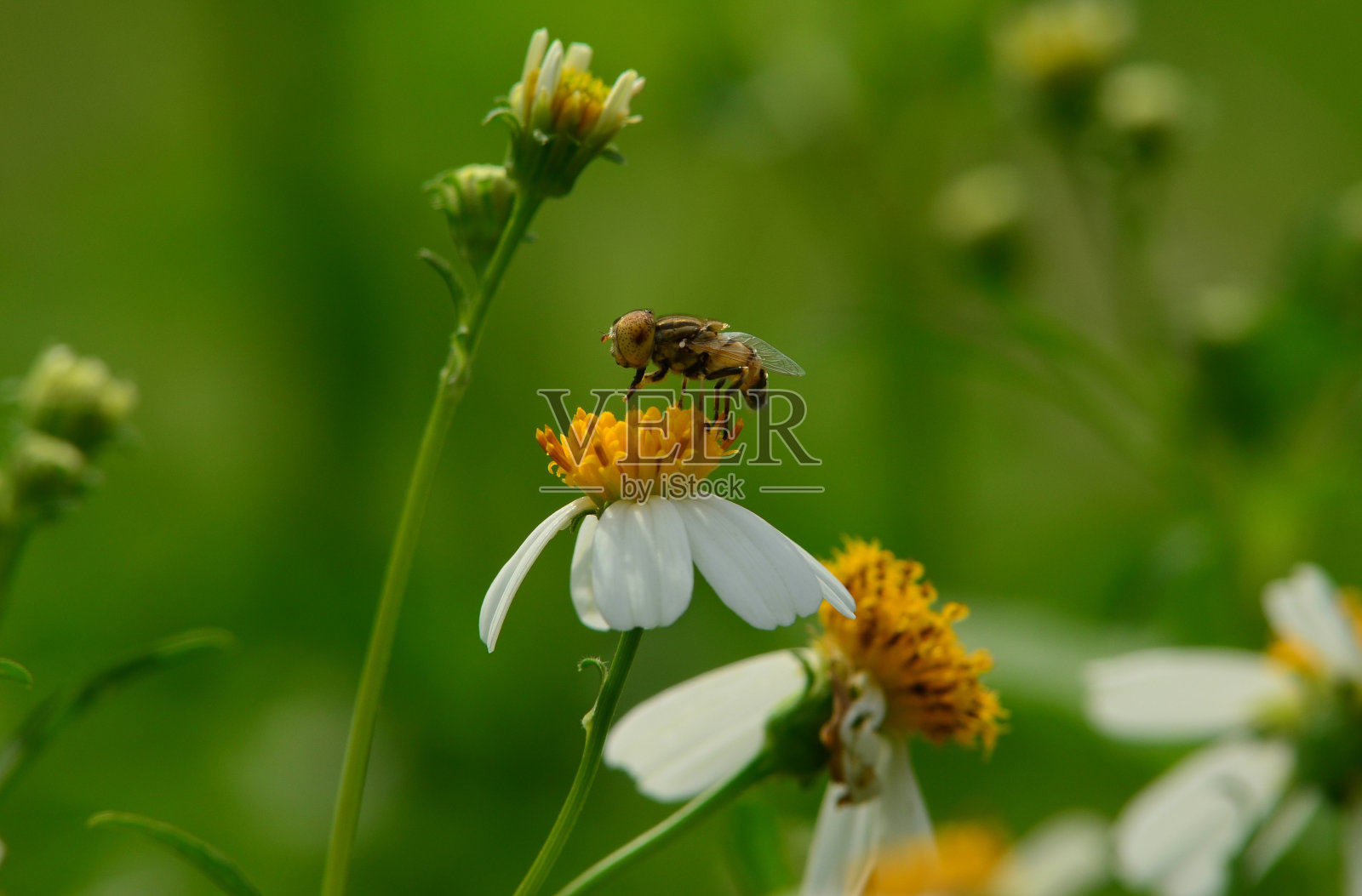 飞向一朵花照片摄影图片