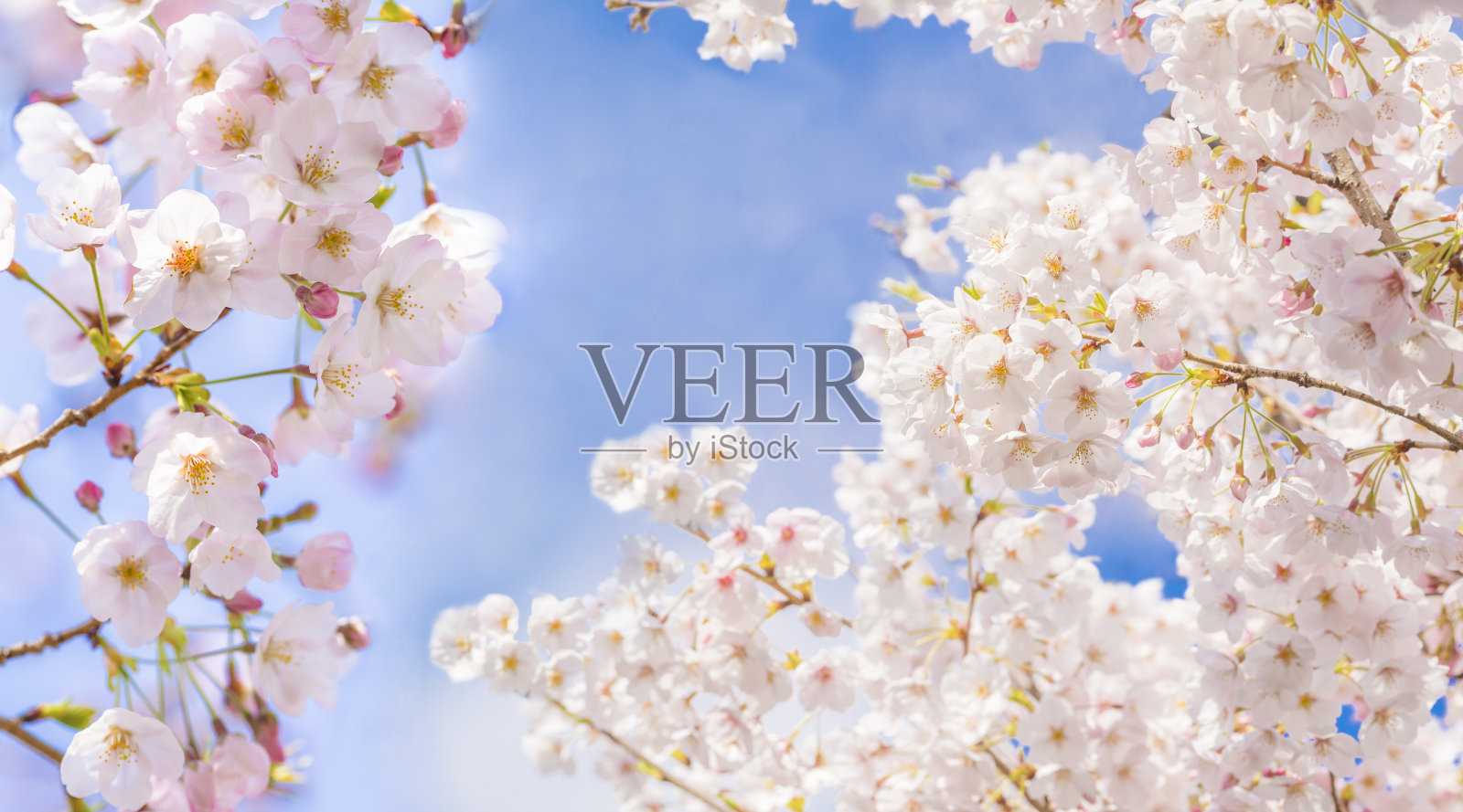 樱花照片摄影图片