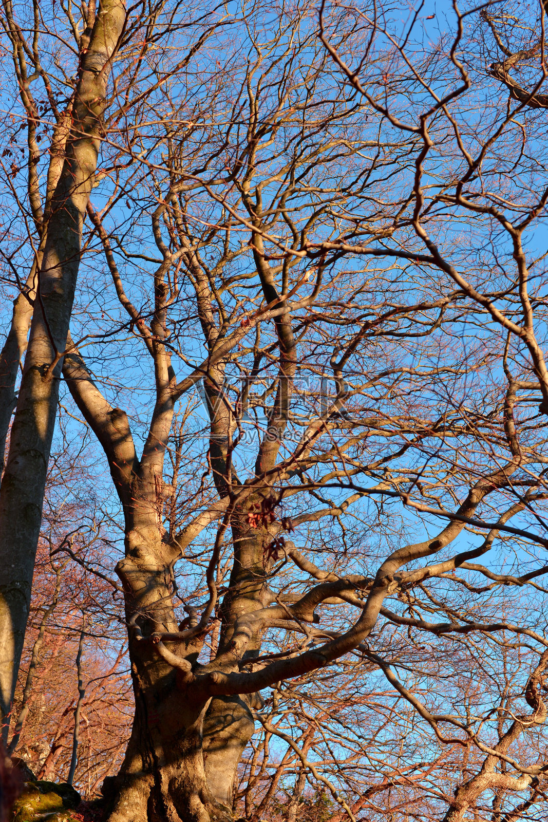 从绿色到金色照片摄影图片