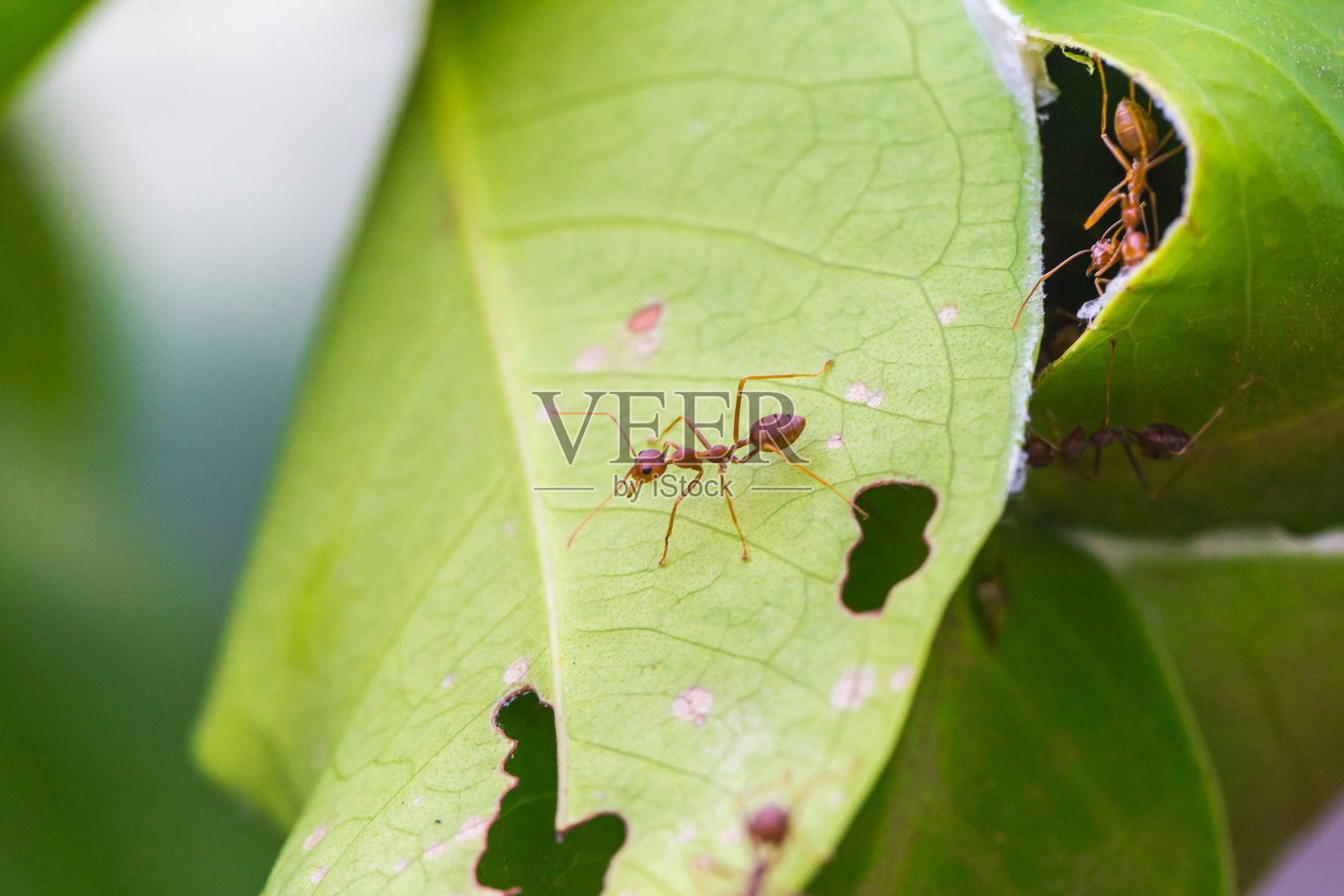 欧科菲拉祖母绿法布里修斯照片摄影图片