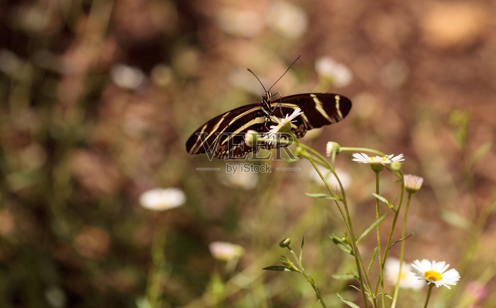 斑蝶，长翅蝶照片摄影图片