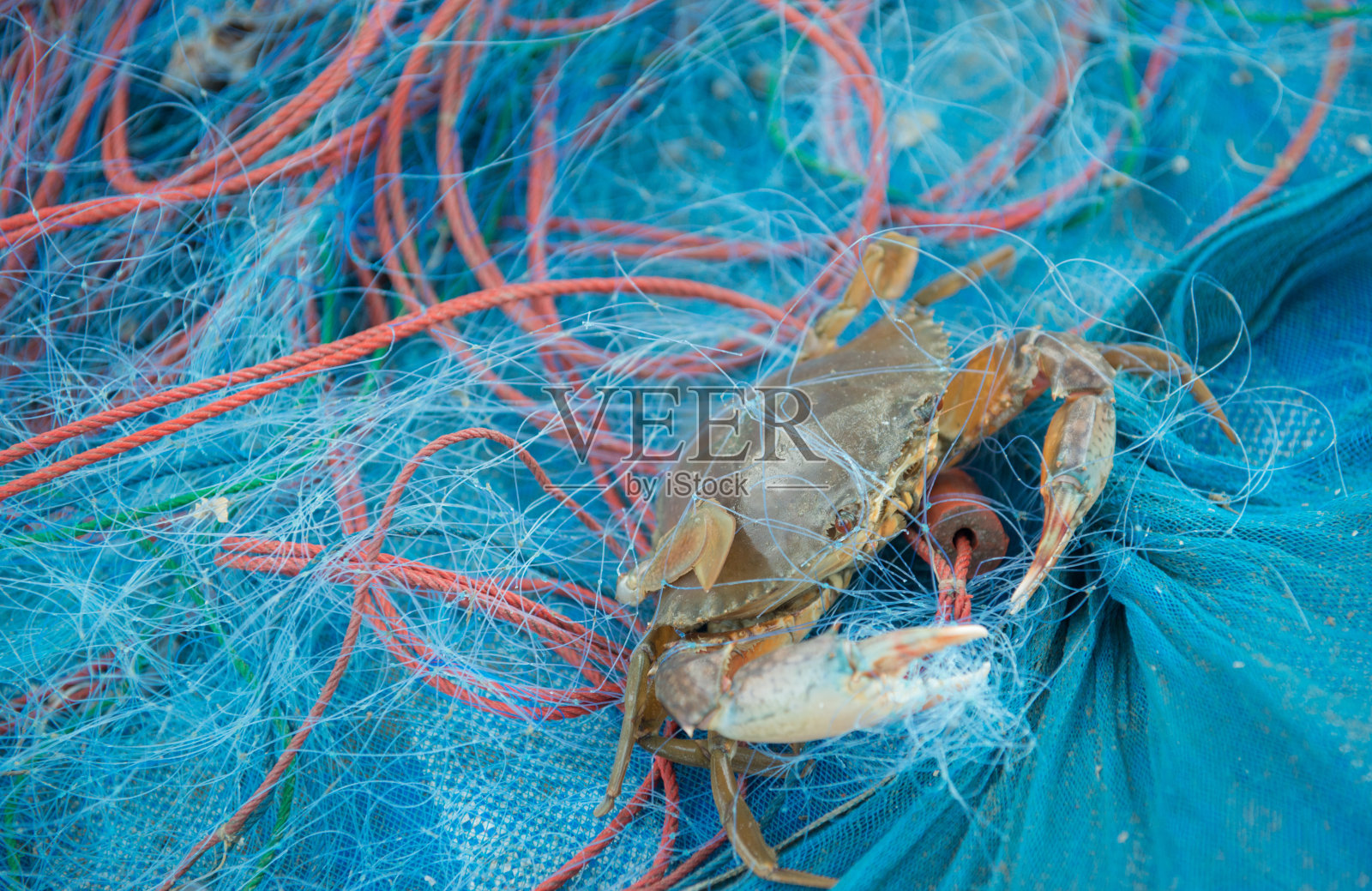 马蟹照片摄影图片