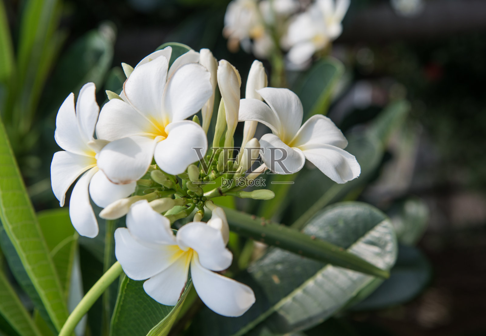 Plumeria花照片摄影图片