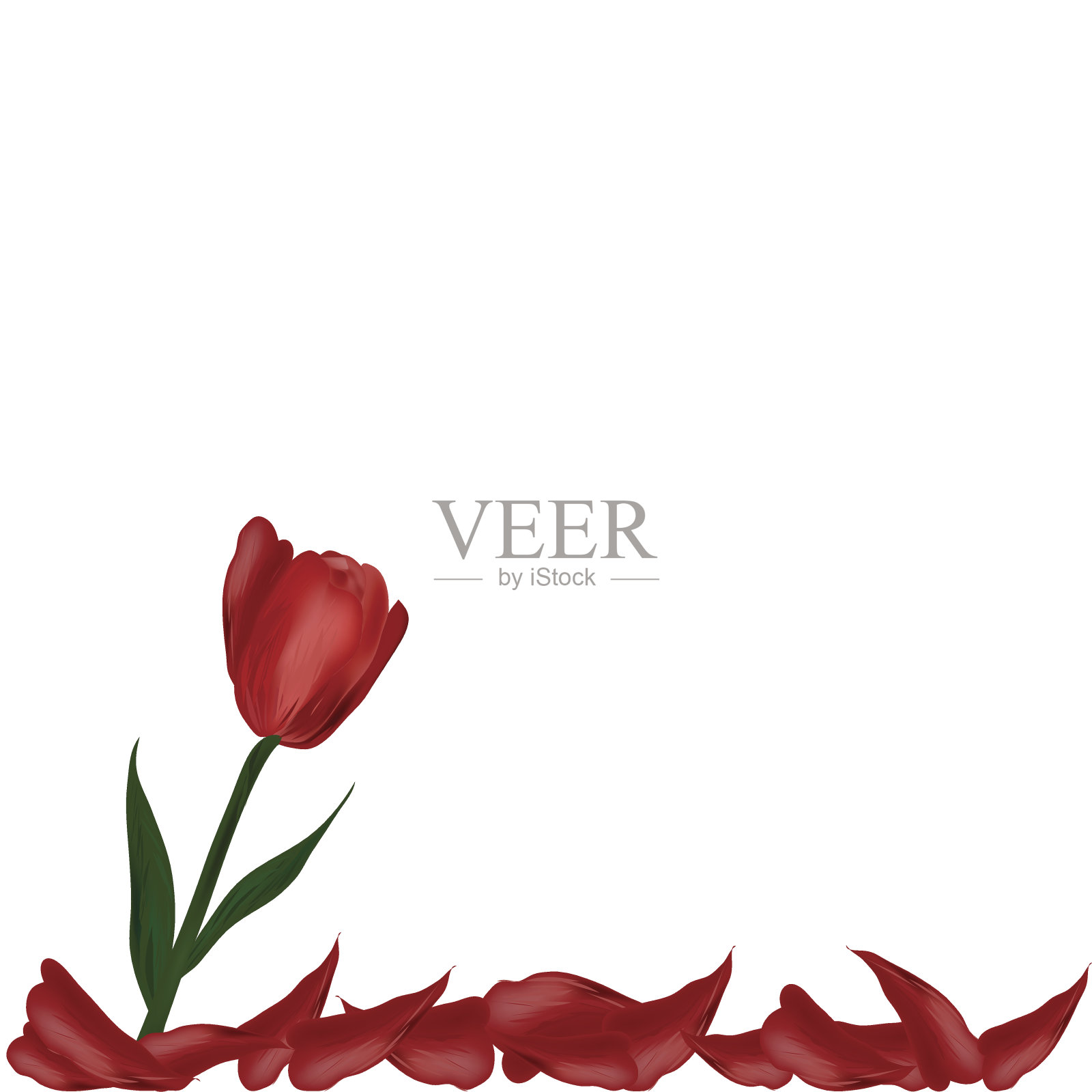 红色的花白色的郁金香花瓣设计元素图片