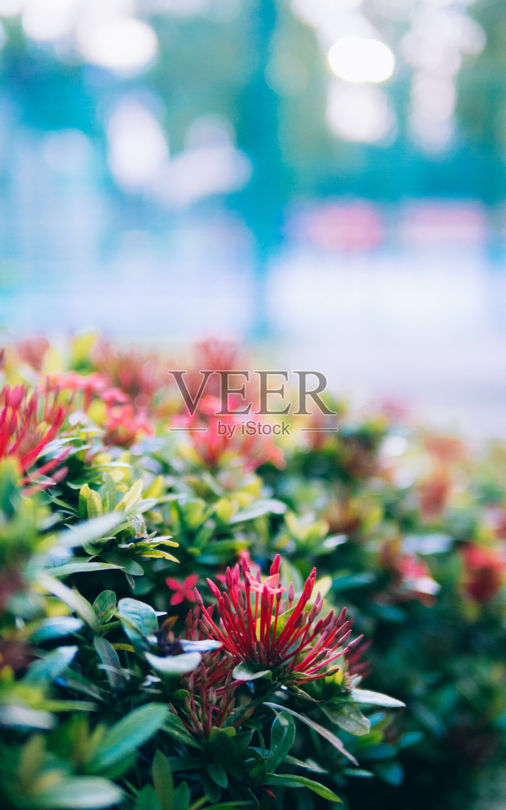 茜草科照片摄影图片