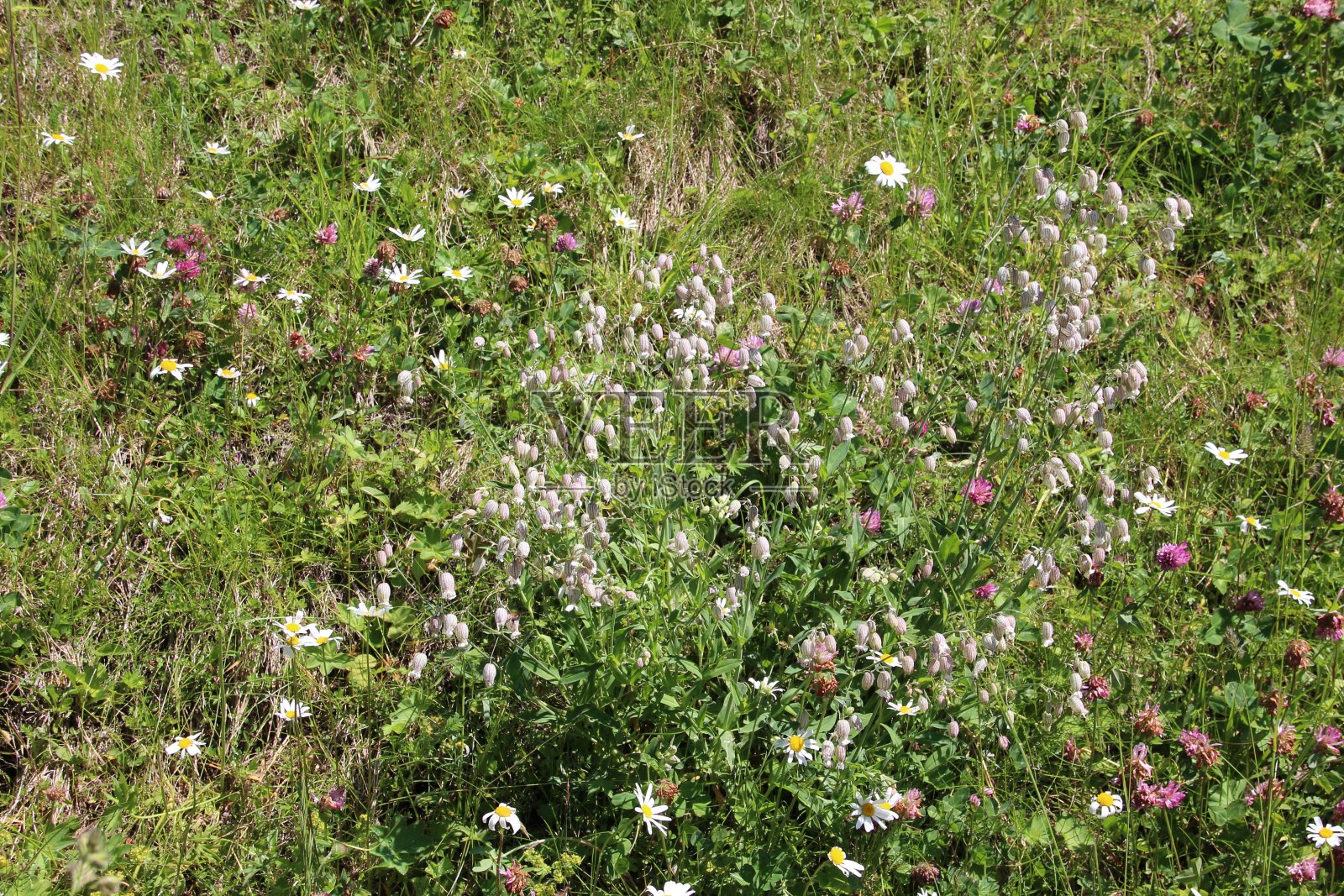 高山草地上的野花照片摄影图片