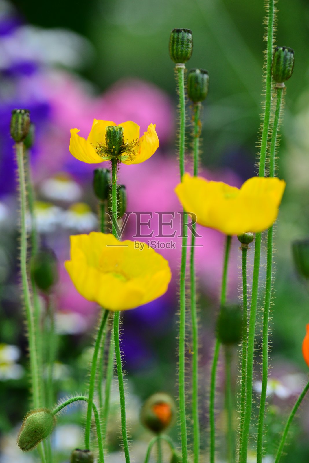 黄色的罂粟照片摄影图片