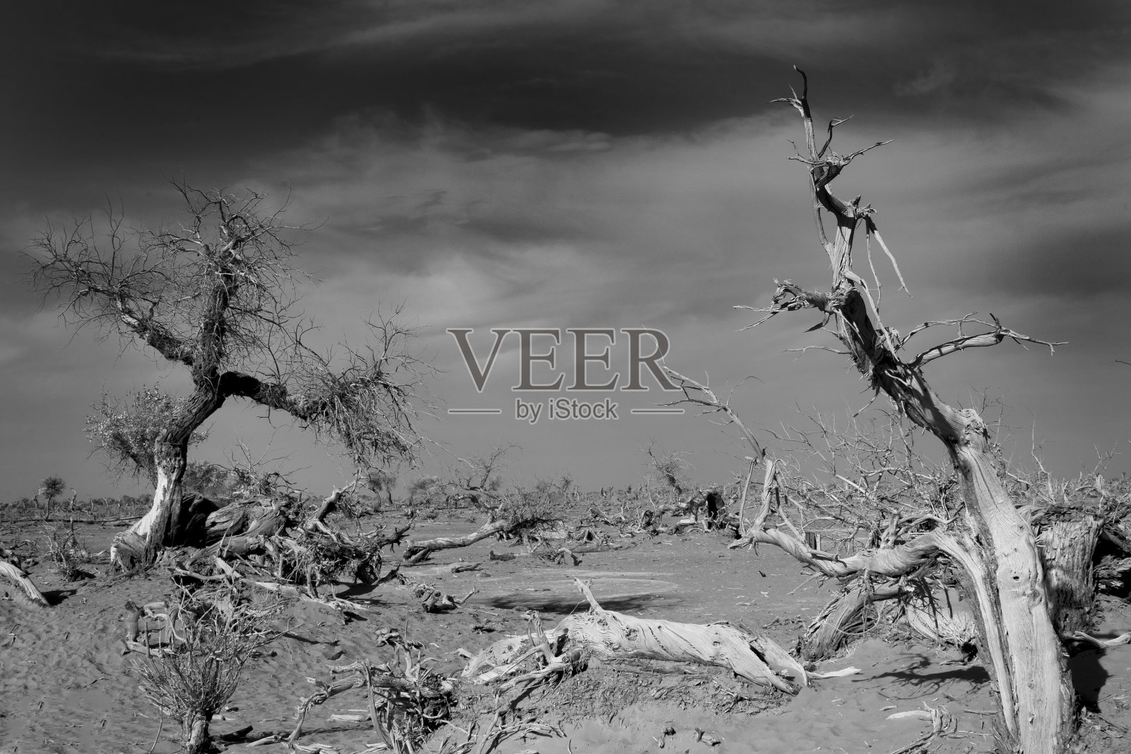 沙漠中的枯树照片摄影图片