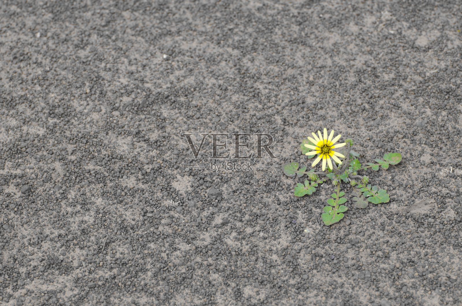 干土上的花照片摄影图片