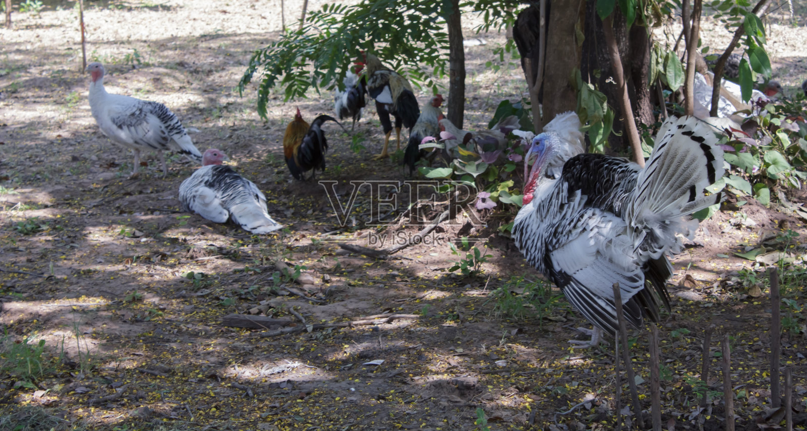 火鸡照片摄影图片
