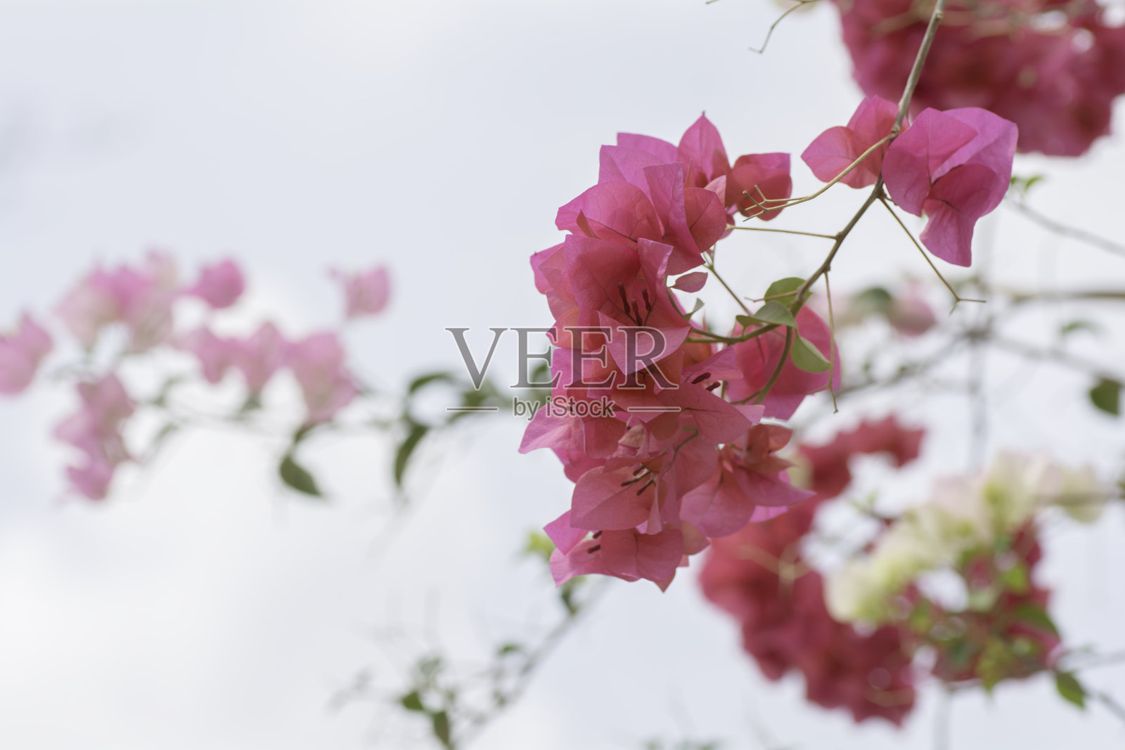 在背景天空上有粉红色花朵的树枝。照片摄影图片