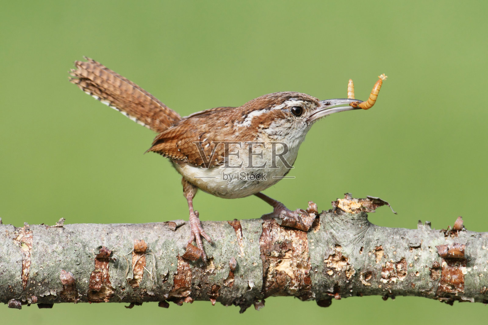 树枝上的卡罗来纳鹪鹩照片摄影图片
