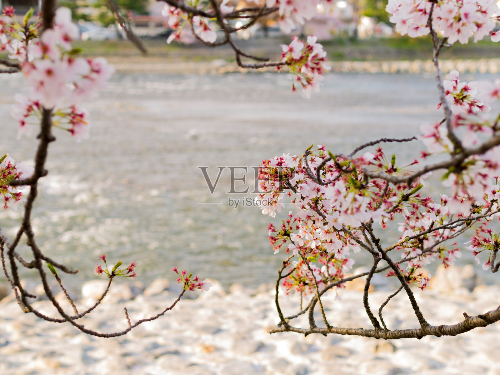 桂树河照片摄影图片