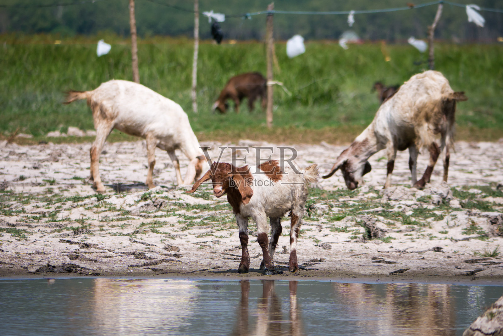 山羊在旱季吃草照片摄影图片