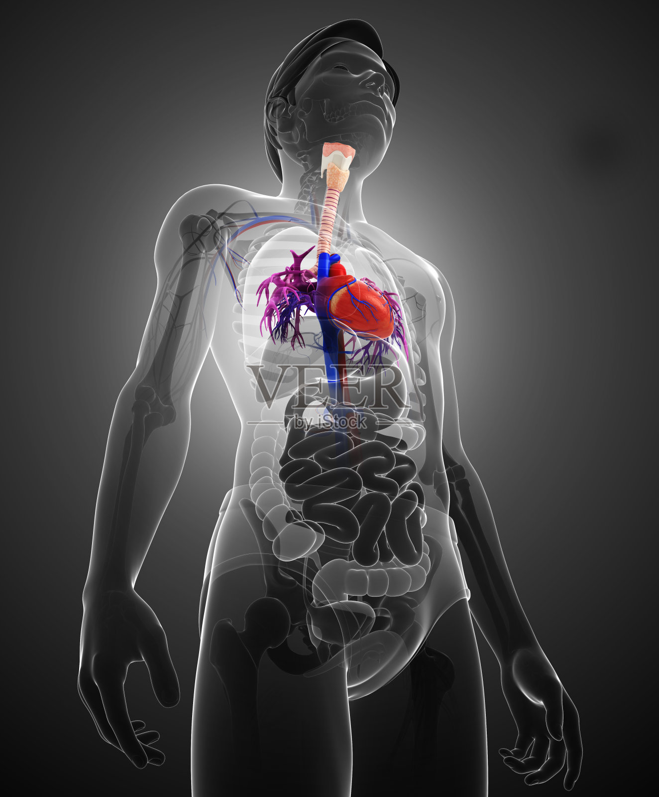 男性心脏解剖照片摄影图片