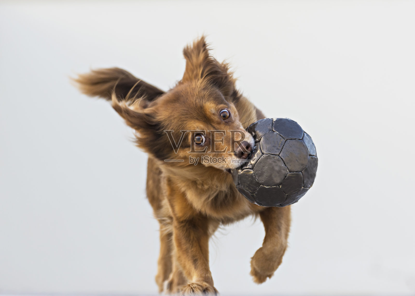棕色的狗在玩球照片摄影图片