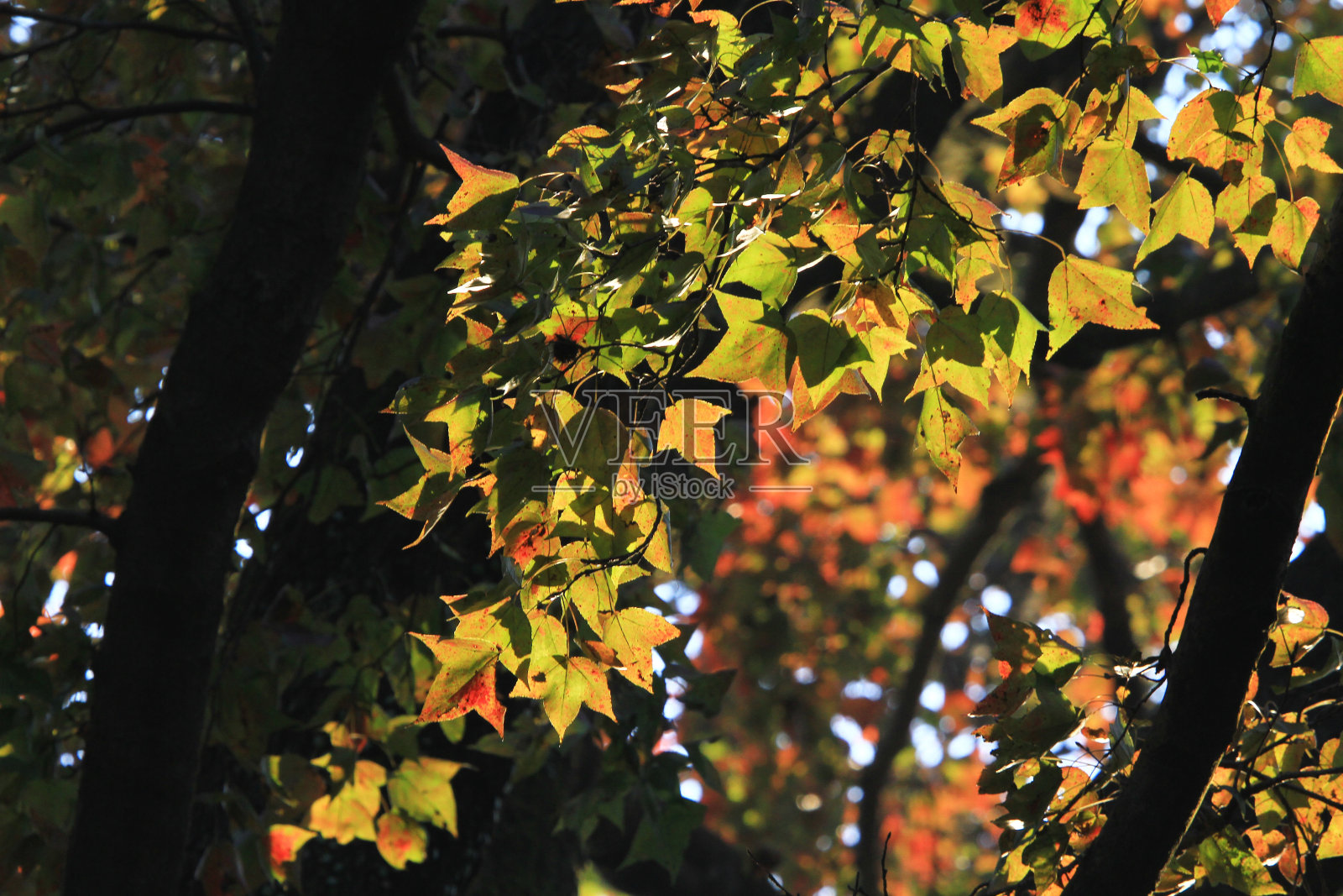 秋天的落叶，很浅的聚焦照片摄影图片