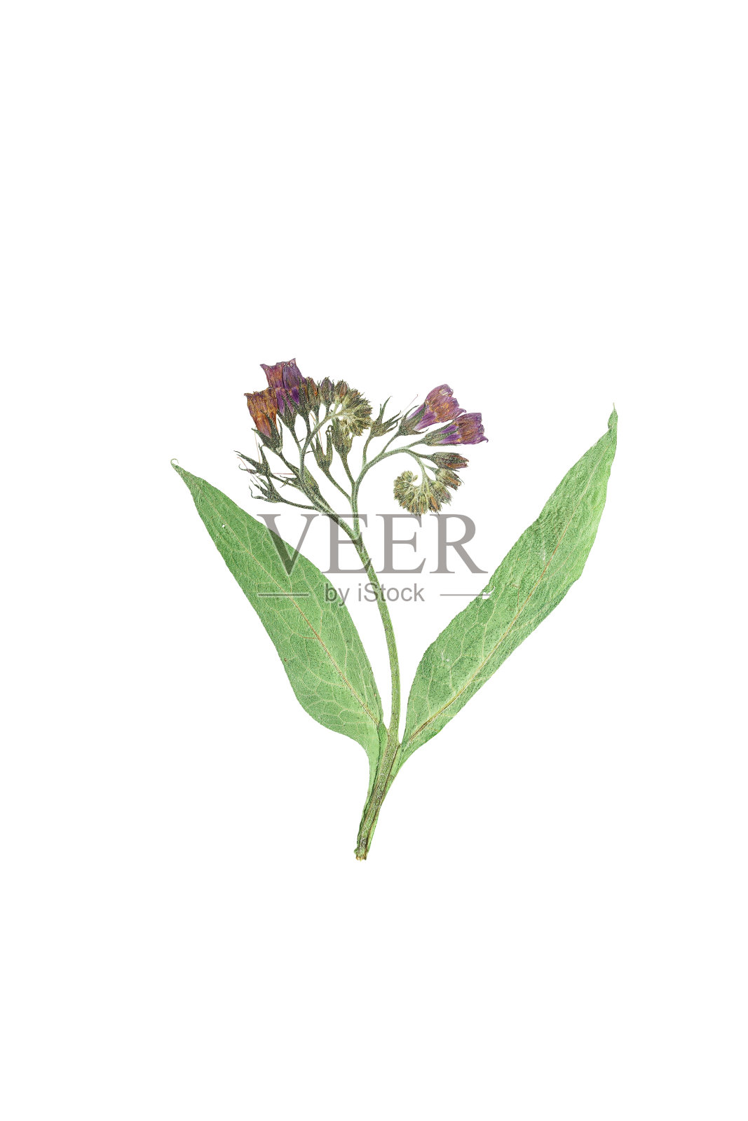 压花和干花肺草或肺草照片摄影图片