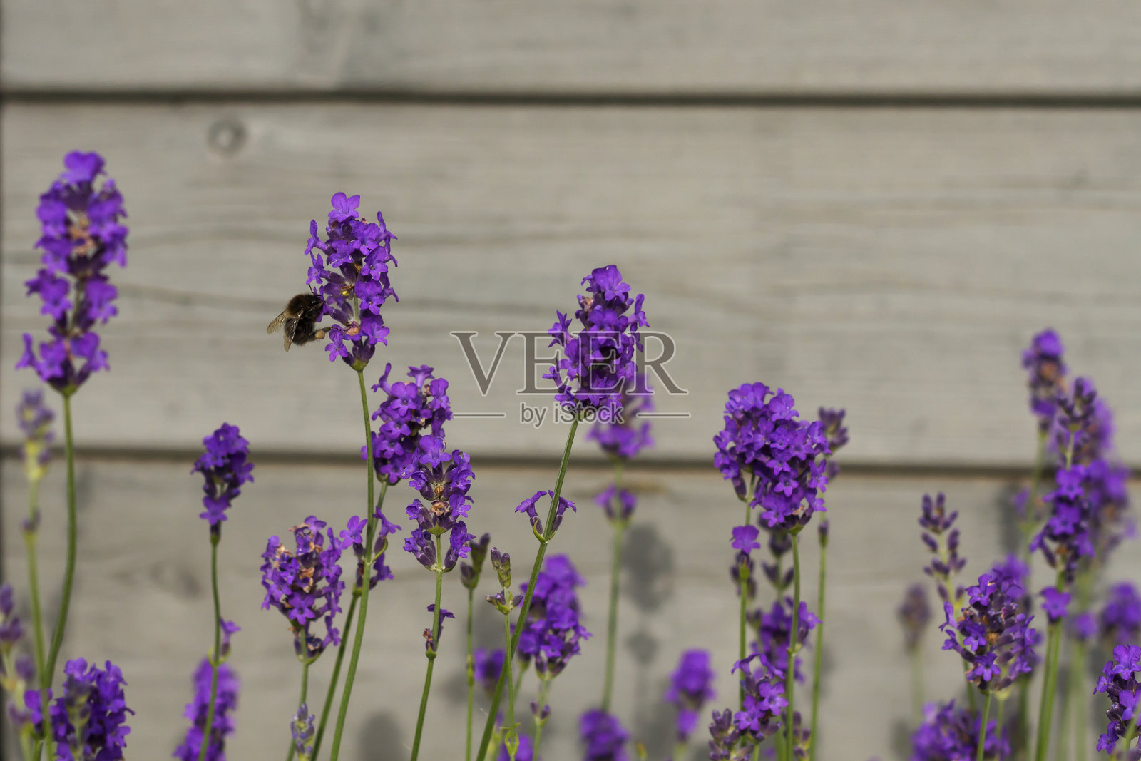 薰衣草和蜜蜂照片摄影图片