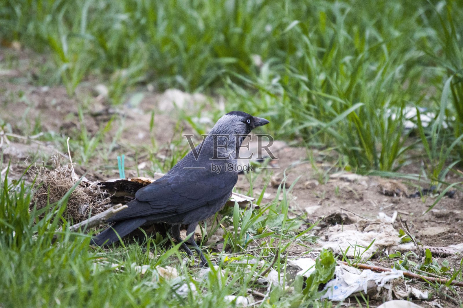 乌鸦，寻找诱饵的聪明乌鸦，聪明的鸟型乌鸦，可爱的黑乌鸦照片摄影图片