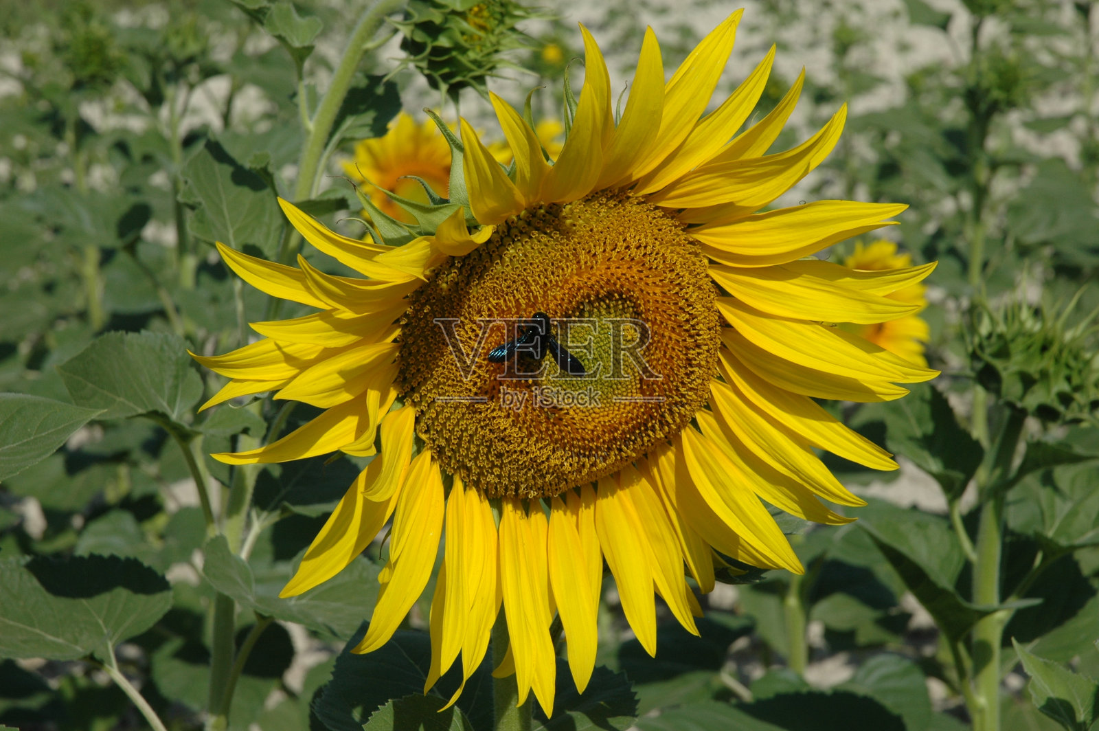 西班牙的向日葵照片摄影图片