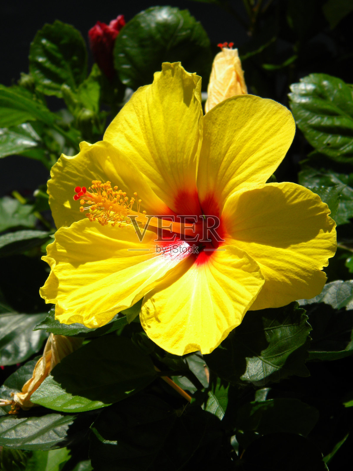 美丽的黄色木槿花照片摄影图片